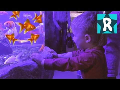 VLOG-Idem-v-Okeanarium-Pirani-Akuly-Ogromnyj-Osminog-Light-up-Aquarium-Review-and-Play