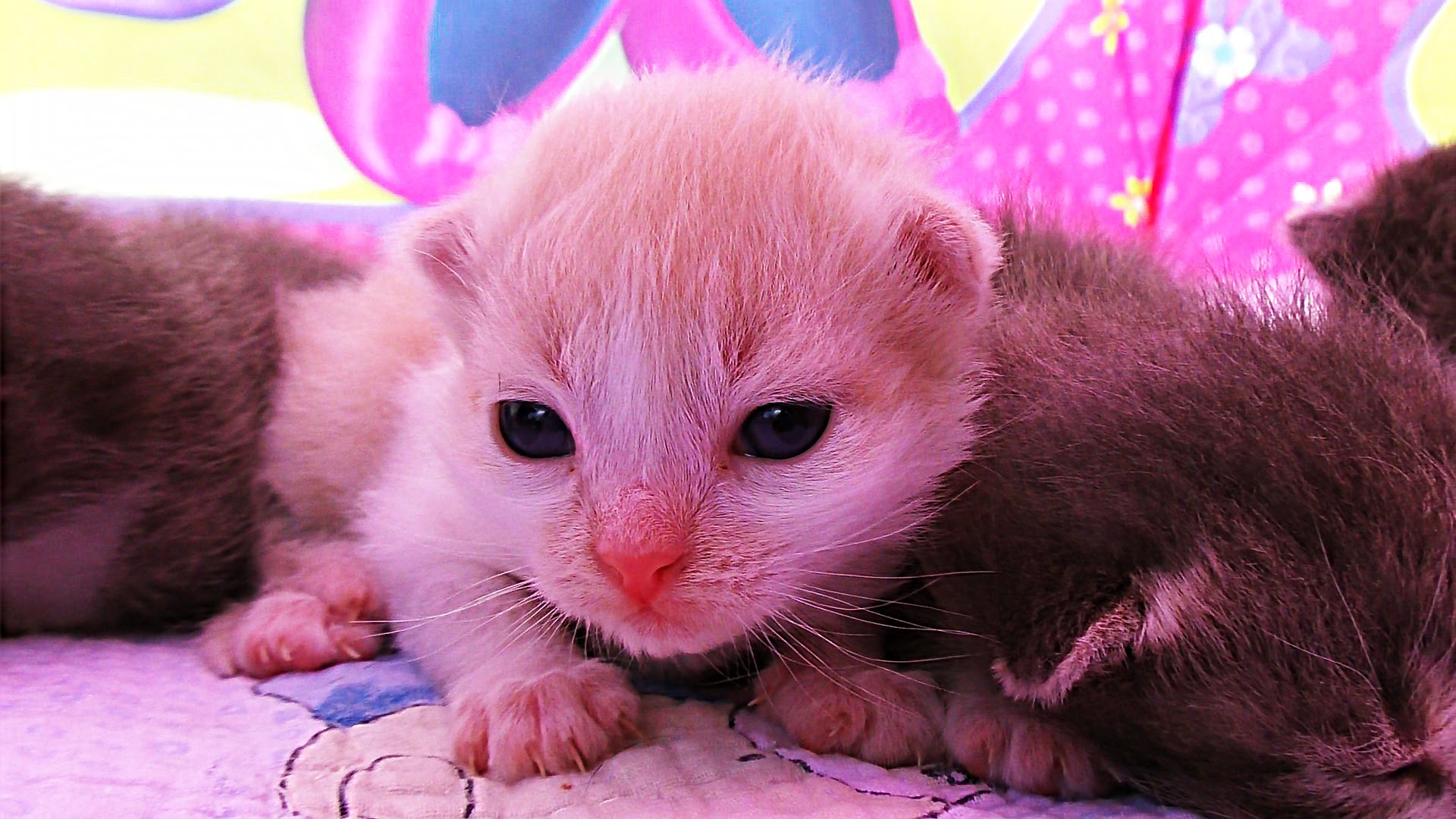 KOSHKA-RODILA-5-KOTYAT-Tent-Minnie-Mouse-ot-JOHN-Video-Dlya-Detej-Play-with-cat-funny-cats-video