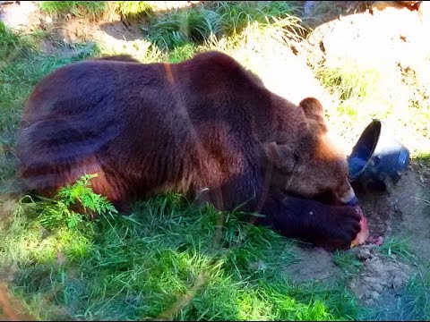 Kormlenie-medvedya-v-Zagrebskom-zooparke.-Bear-feeding-at-the-Zagreb-zoo