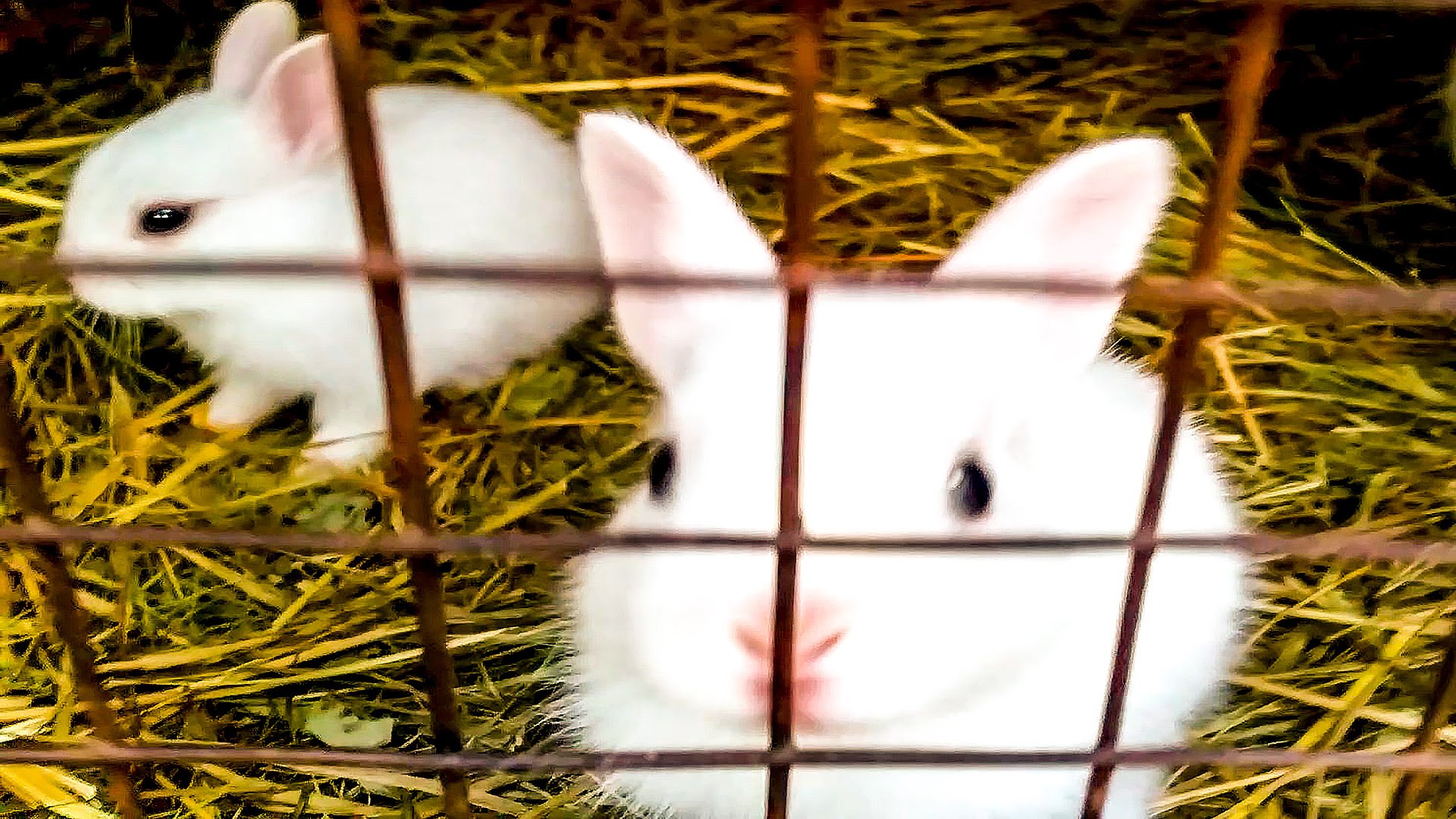 Razvlecheniya-dlya-detej-Detskaya-ploshhadka-Nastyushik-kormit-krolikov-Igraem-na-detskoj-ploshhadke-Fontan