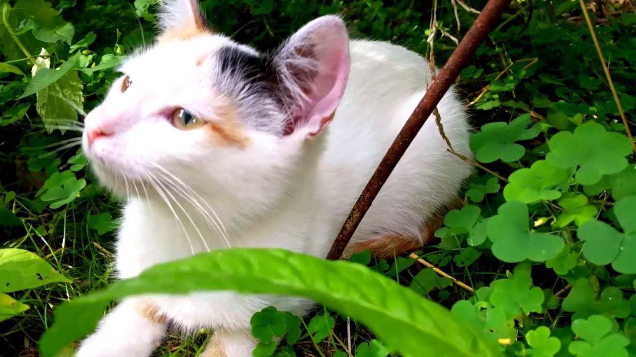 Nashi-KOSHKI-I-KOTY-Video-Dlya-Detej-Koshka-i-Kotyata-Smeshnye-ZHivotnye-dlya-Detej-Funny-Cats-and-Kittens