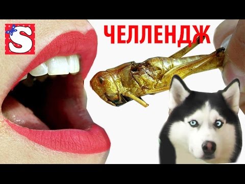 CHellendzh-Edim-kuznechikov-chervyakov-saranchusverchkov-Bush-Tucker-Trial-Challenge