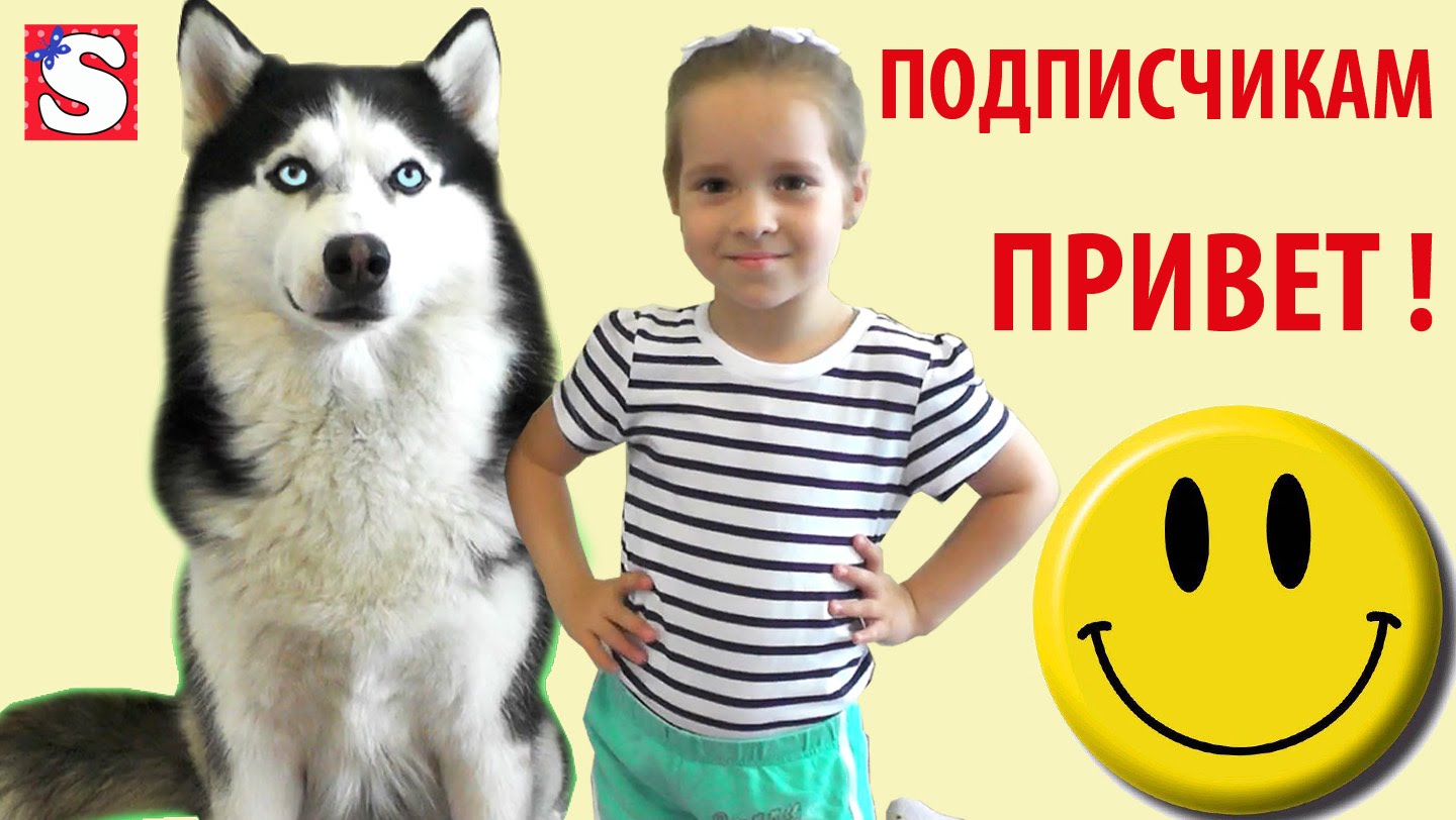 SIBIRSKAYA-HASKI-FRENK-I-SOFIYA-PEREDAYUT-PODPISCHIKAM-PRIVET-SIBERIAN-HUSKY-FRANK