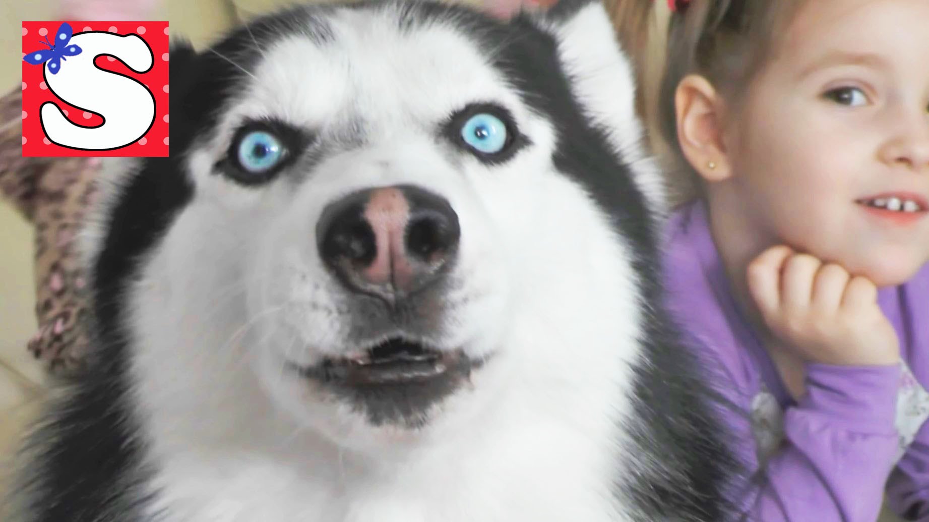 Sibirskaya-Haski-Frenk-poyot-Siberian-Husky-sings-Frank