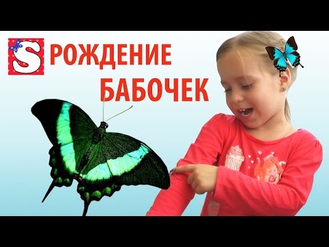 TROPICHESKIE-BABOCHKI-ROZHDENIE-ORIGINAL-BUTTERFLY-GARDEN-OPYTY-DLYA-DETEJ-EKSPERIMENT-SOBAKA-HASKI