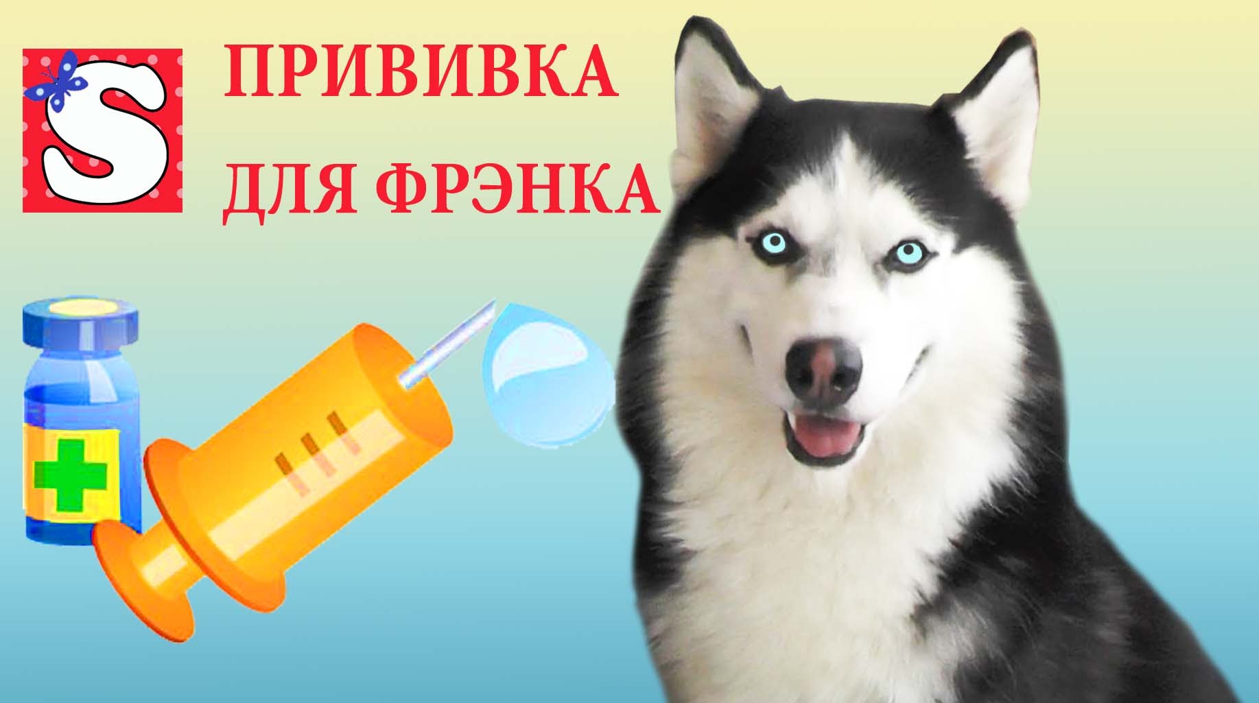 VLOG-DELAEM-PRIVIVKU-FRENKU-SIBIRSKAYA-HASKI-VLOG-DO-FRANK-VACCINATED-SIBERIAN-HUSKY