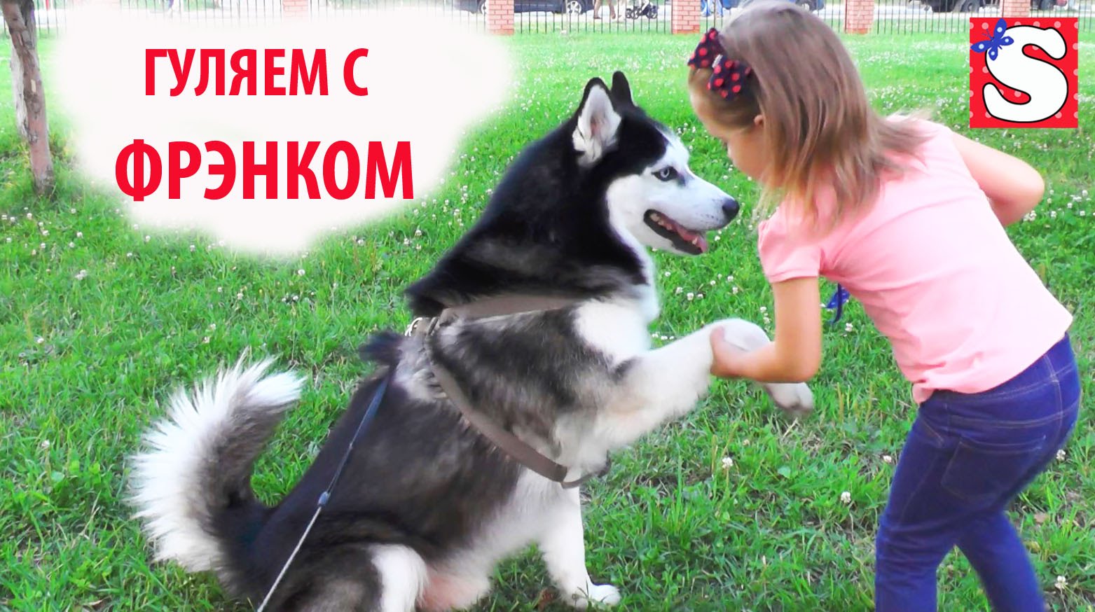 VLOG-Sibirskaya-haski-Frenk-gulyaem-s-sobakoj-i-kataemsya-na-rolikah-My-Little-Pony-video-dlya-detej