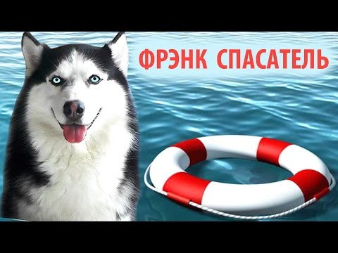 VLOGSibirskaya-Haski-Frenk-spasatel-Sofiya-i-ee-drug-sobaka-Frenk-Siberian-Husky-Frank-friends-dog