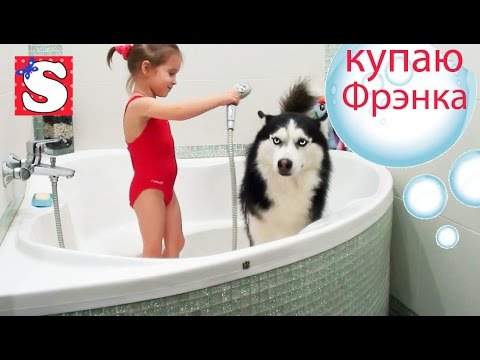 VLOGSobaka-Sibirskaya-Haski-kupaem-v-vannoj-Dog-Husky-bathe-the-bathroom