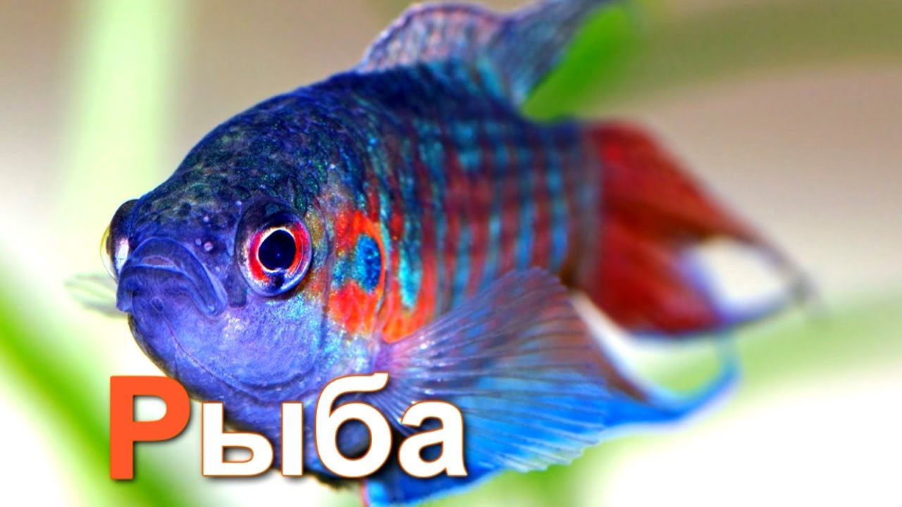 Azbuka-dlya-detej.-Uchim-bukvy.-Azbuka-dlya-detej-Bukva-R