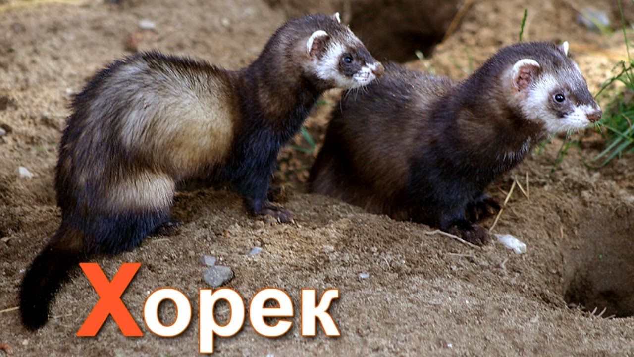 Azbuka-dlya-detej.-Uchim-bukvy.-Bukva-H