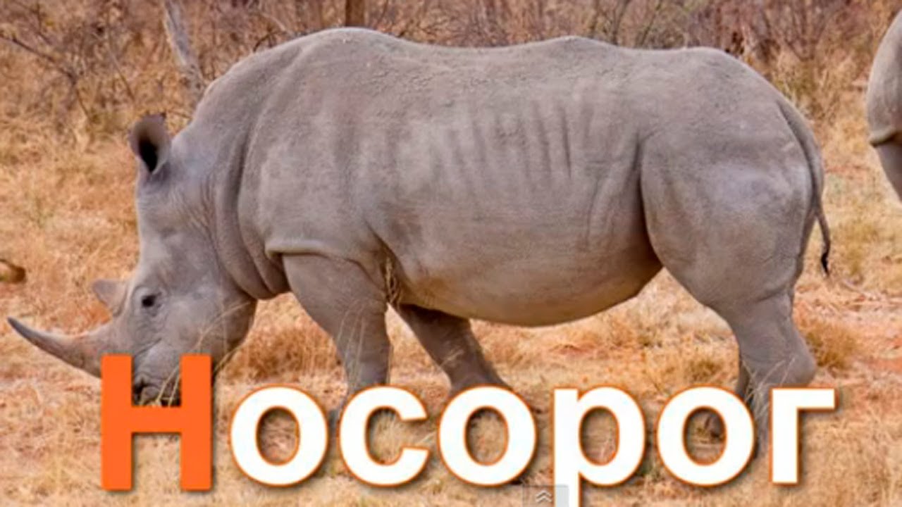 Azbuka-dlya-detej.-Uchim-bukvy.-Bukva-N