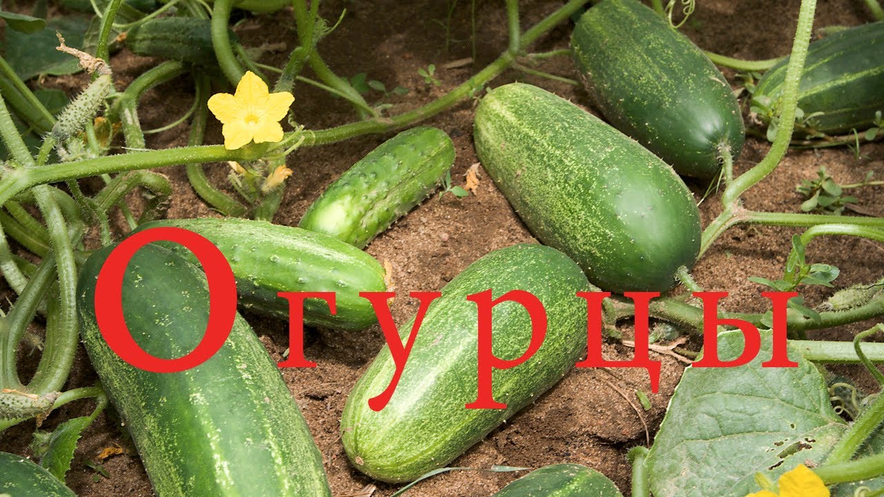 Azbuka-dlya-detej.-Uchim-bukvy.-Bukva-O