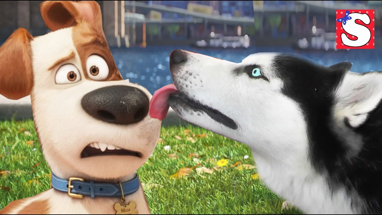 MAKS-igraet-s-haski-FrenkomLife-of-Pets-Max-Vlog-Tajnaya-zhizn-domashnih-zhivotnyh-Video-dlya-detej