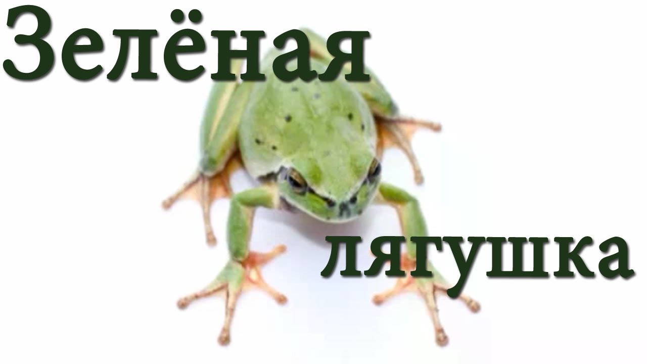 Uchim-tsveta-Zelyonyj