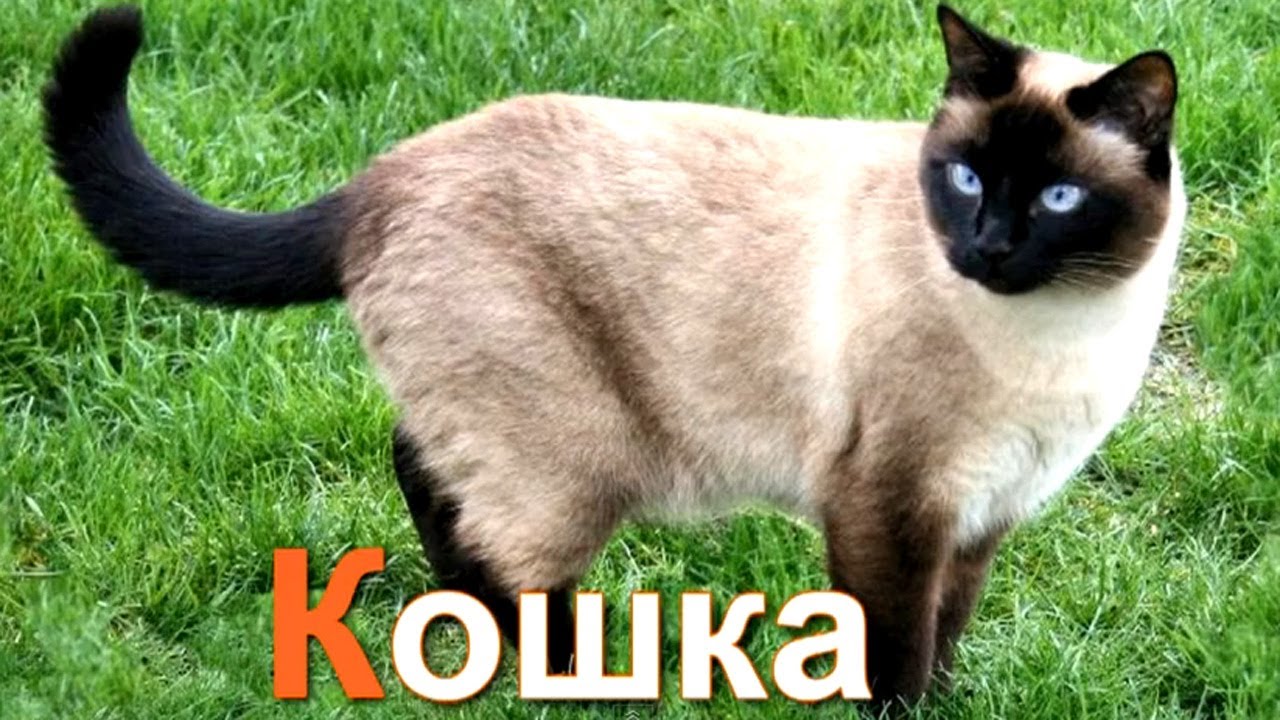 Azbuka-dlya-detej.-Uchim-bukvy.-Bukva-K