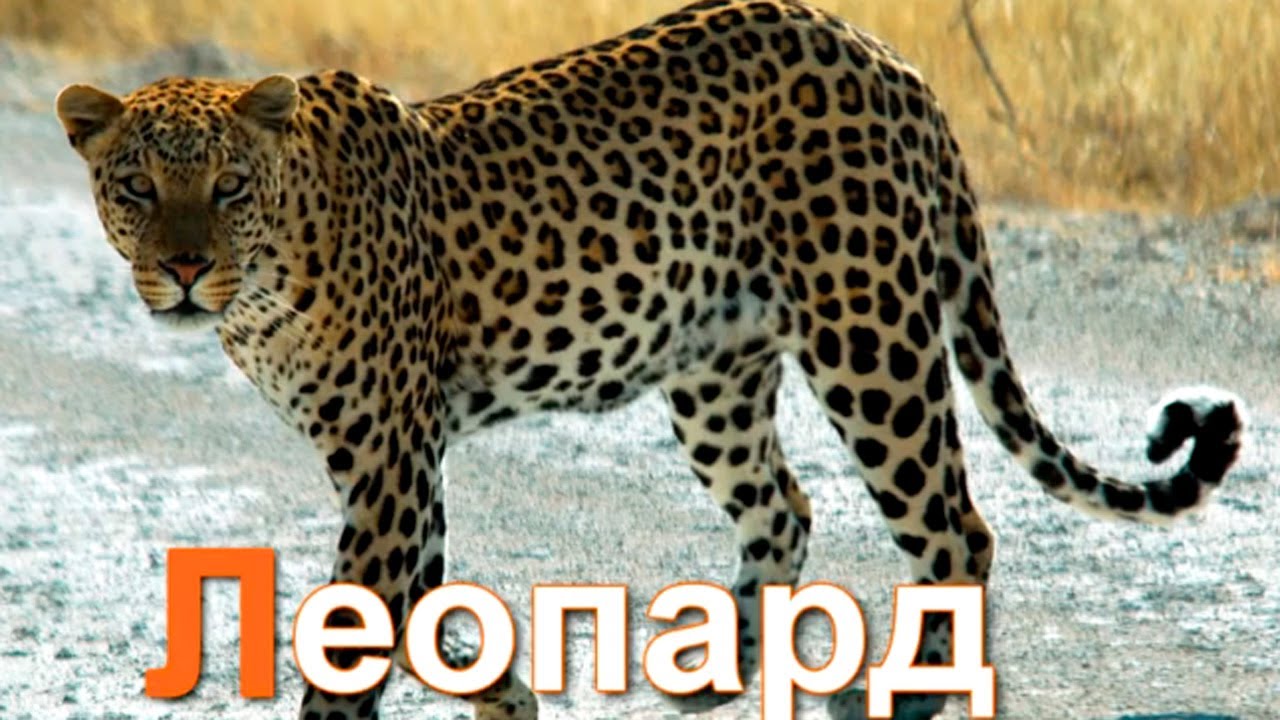 Azbuka-dlya-detej.-Uchim-bukvy.-Bukva-L