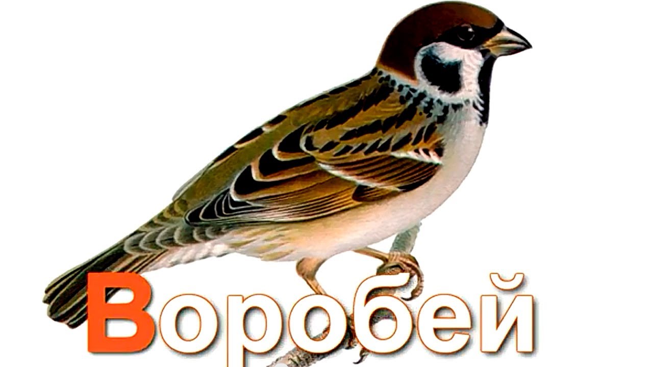 Azbuka-dlya-detej.-Uchim-bukvy.-Bukva-V