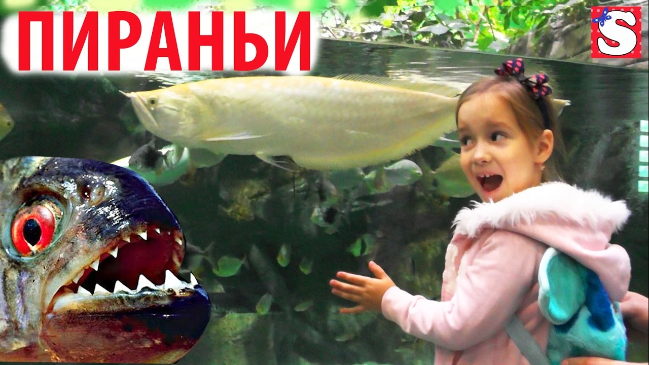 VLOG-SHOK-NASTOYASHHIE-KASATKA-PIRANI-NOCHNAYA-FURIYA-Stingray-Feeding-for-Kids-at-Aquarium-Family-Fun