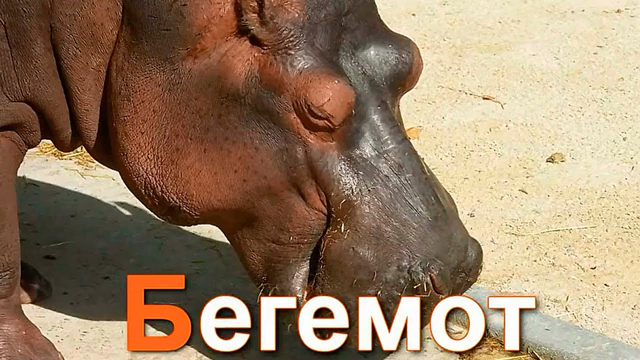 Azbuka-dlya-detej.-Uchim-bukvy.-Bukva-B