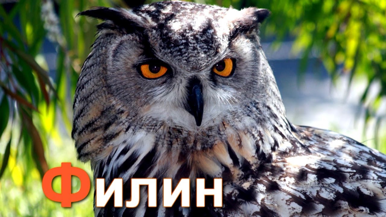 Azbuka-dlya-detej.-Uchim-bukvy.-Bukva-F