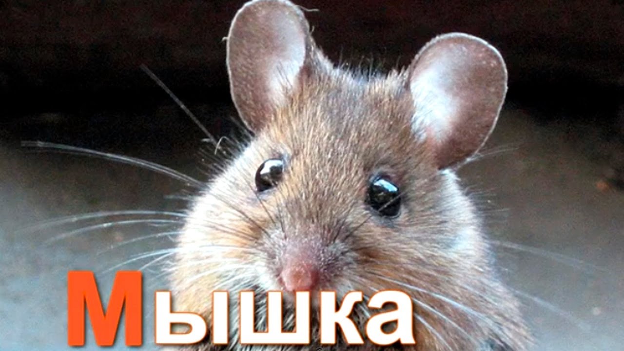 Azbuka-dlya-detej.-Uchim-bukvy.-Bukva-M