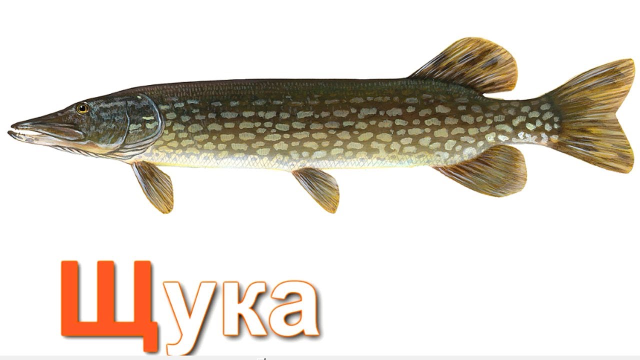 Azbuka-dlya-detej.-Uchim-bukvy.-Bukva-SHH