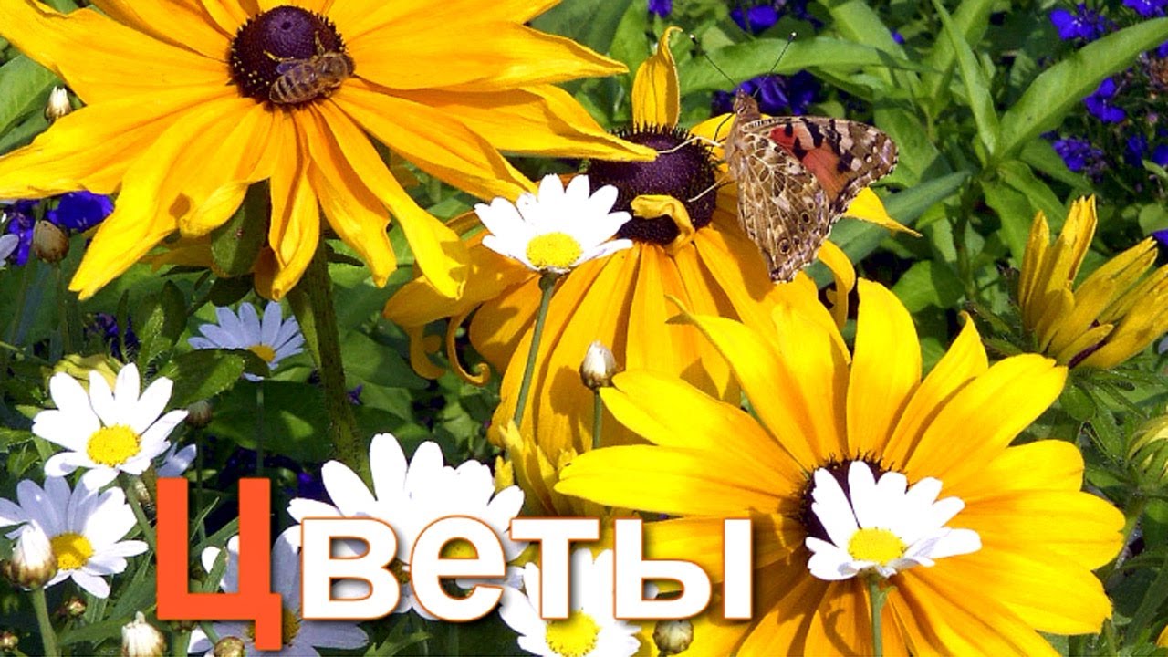 Azbuka-dlya-detej.-Uchim-bukvy.-Bukva-TS