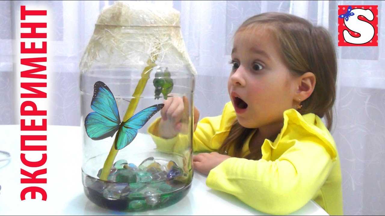 DIY-Super-eksperiment-Vyrashhivaem-redkih-babochek-Printsessa-Avrora-Entertainment-for-children-Miss