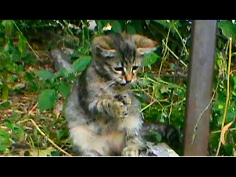 Kotyata-igrayut-s-detkami-Cute-kittens-play-with-children