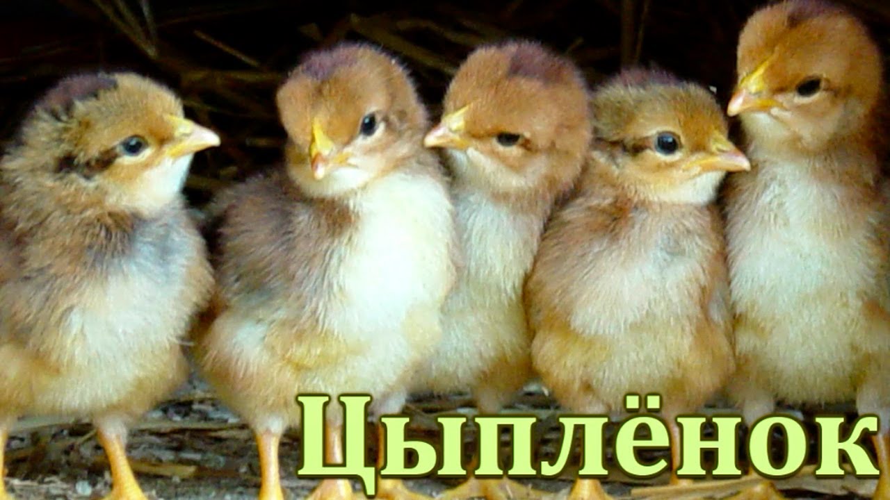 Razvivalki-Alfavit-dlya-Detej-stishok-so-vsemi-bukvami