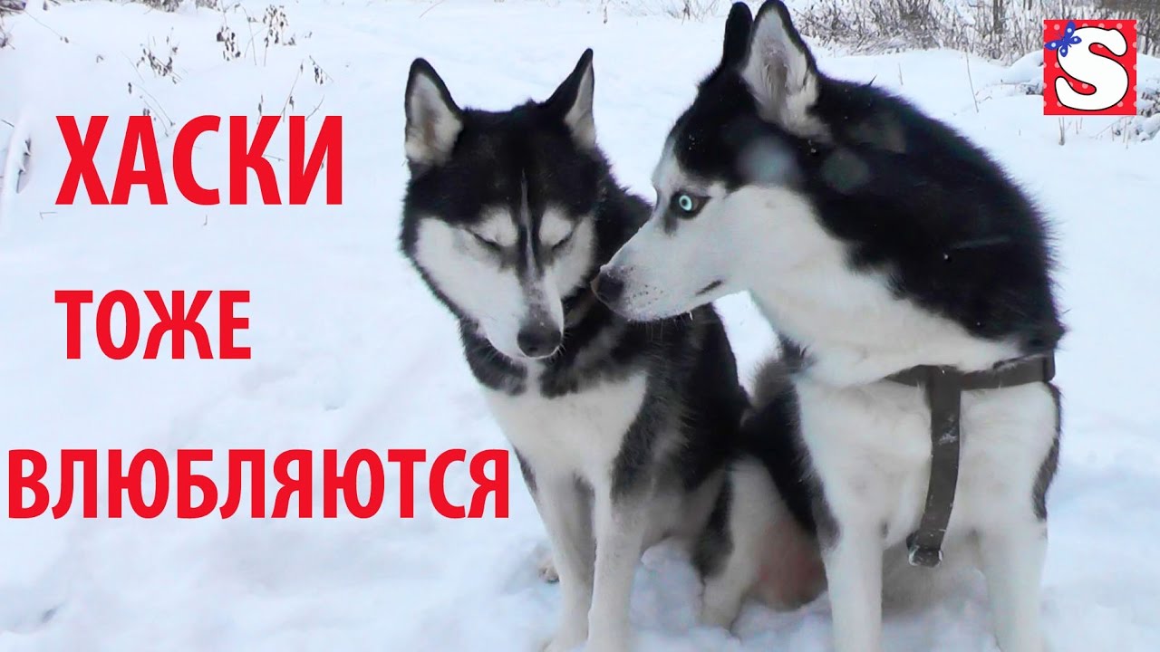 Vlog-HASKI-KAK-LYUDI-nastoyashhaya-LYUBOV-novoe-svidanie-SOFIYA-GULYAET-S-FRENKOM-luchshie-podruzhki-SHHENKI