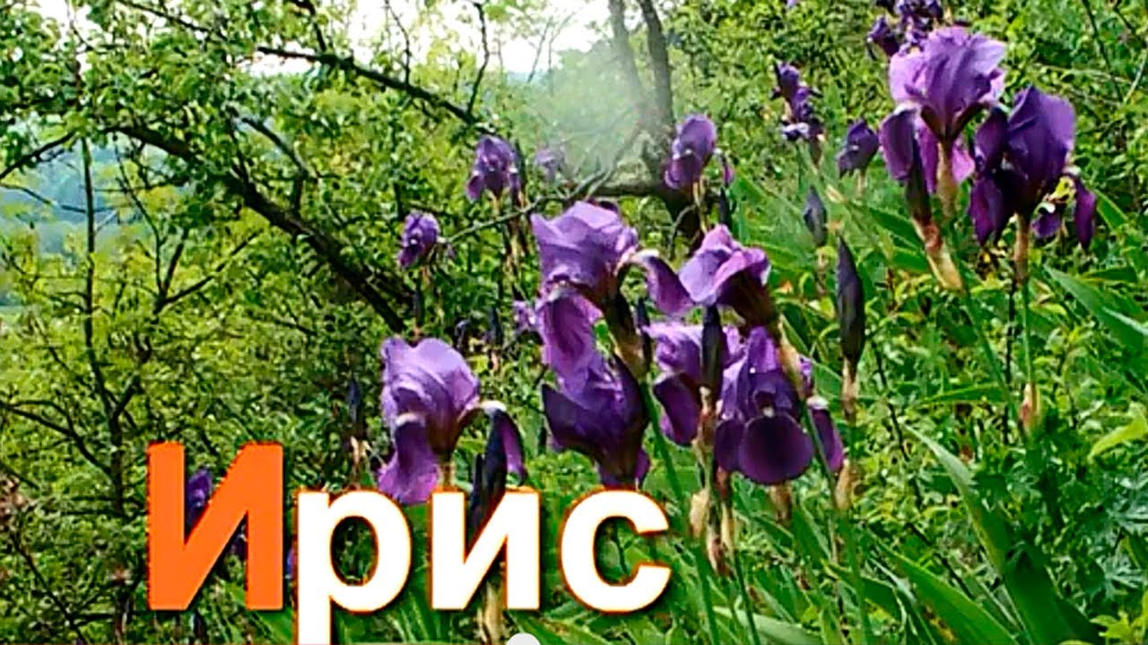 Azbuka-dlya-detej.-Uchim-bukvy.-Bukva-I