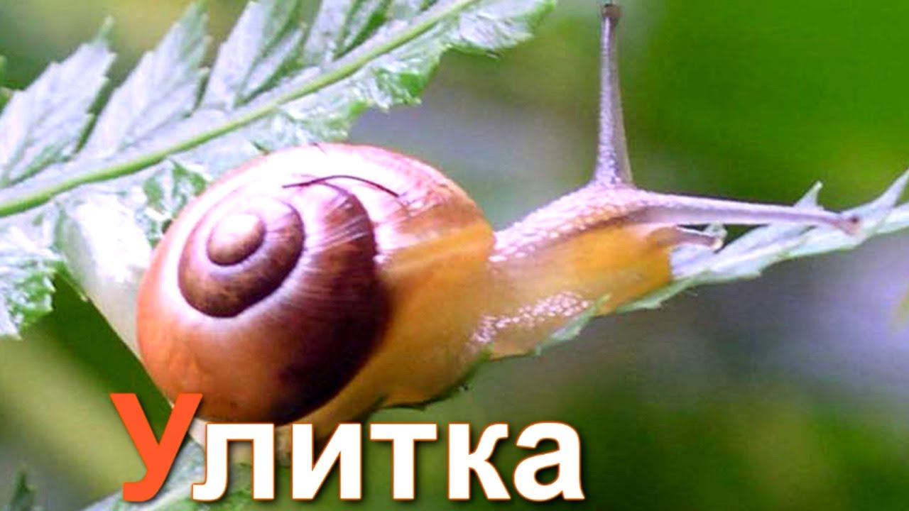 Azbuka-dlya-detej.-Uchim-bukvy.-Bukva-U