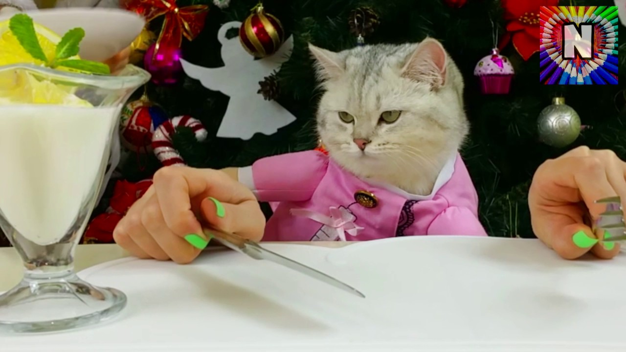 CHELLENDZH-NE-SVOIMI-RUKAMI-2-KOSHECHKA-SIMKA-v-RESTORANE-Razvivayushhee-video-Vyzov-Prinyat-Igraem-vmeste