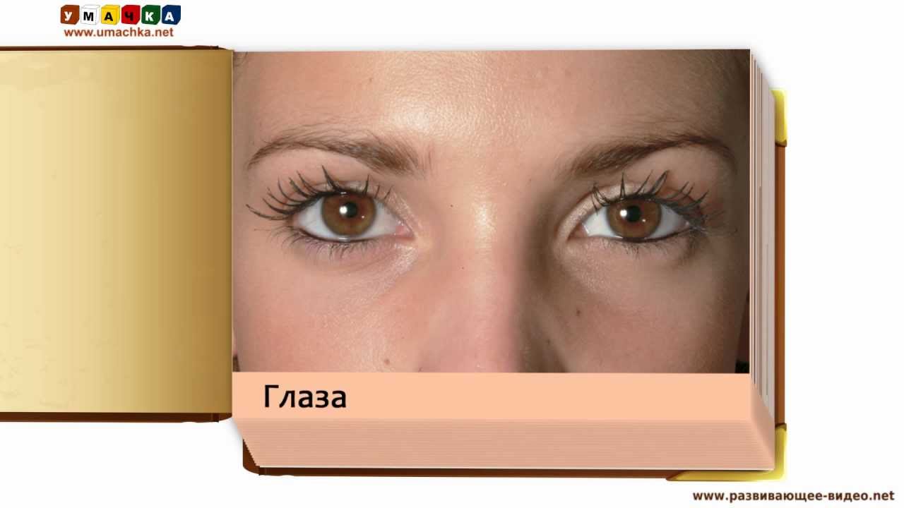 CHasti-tela-kartochki-dlya-detej-po-puti-metodiki-Domana