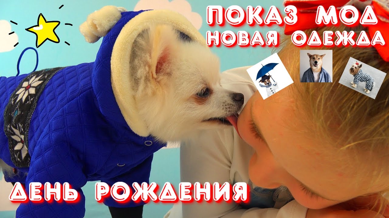 Den-Rozhdeniya-moej-sobachki.-Pokaz-Mod.-Edem-za-podarkami-v-zoomagazin-My-little-Dog