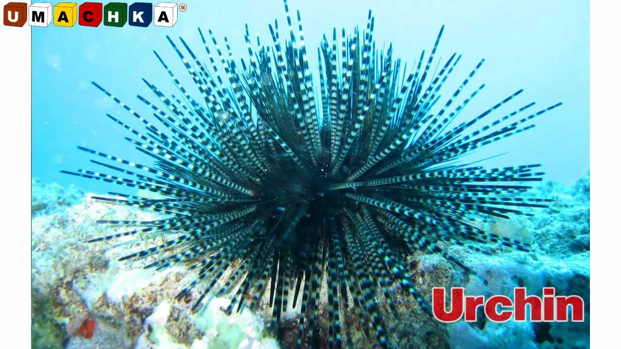 English-Alphabet-in-Pictures.-Animals.-Birds