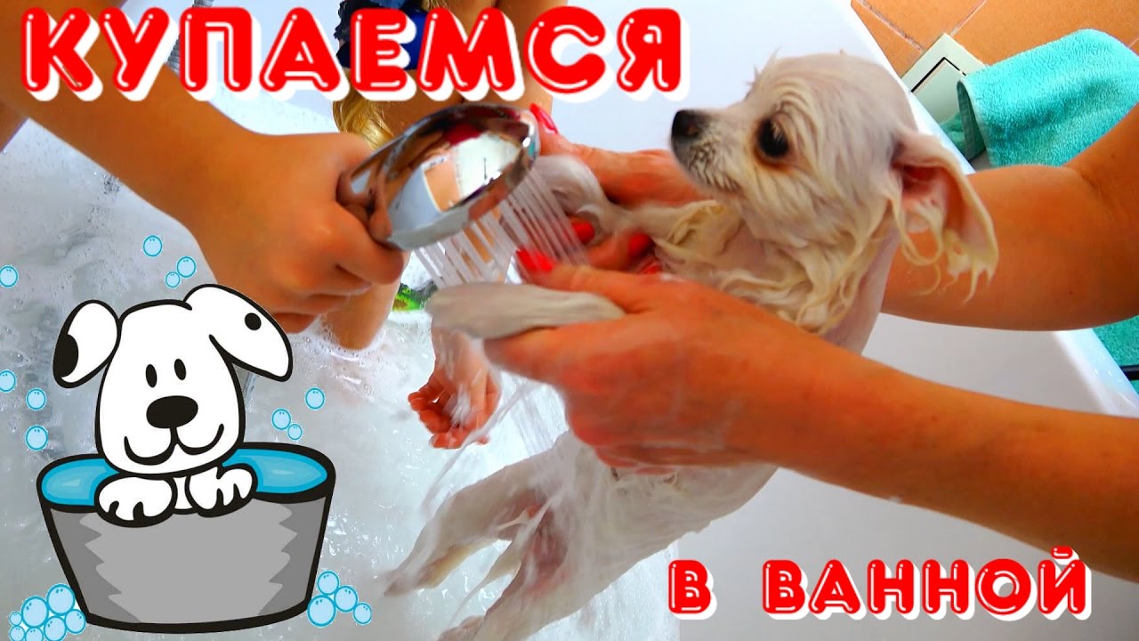 Kupaem-pitomtsa-Nyashnyj-shhenok-Malysh-prinimaet-vannuyu-Video-dlya-detej-Funny-Puppies