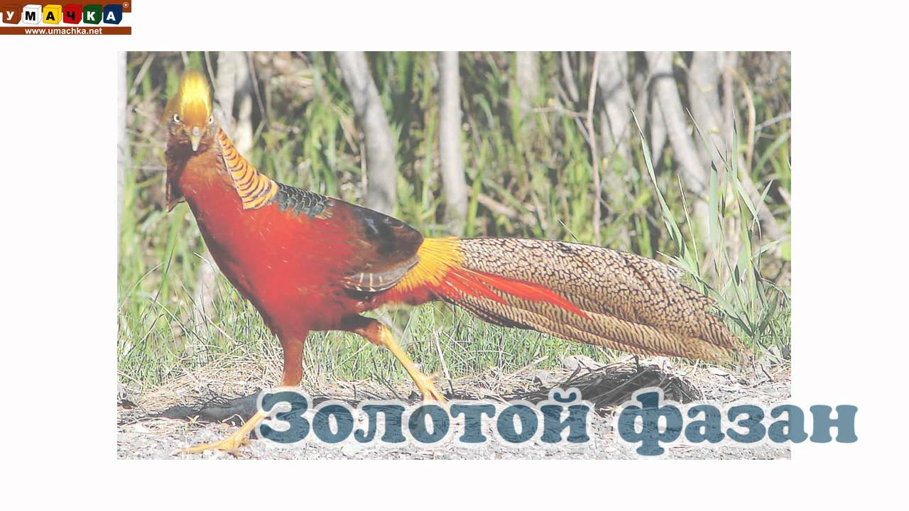 Logopedicheskoe-video-Razvivayushhee-video.-Logopediya.-Bukva-3.-CHast-1