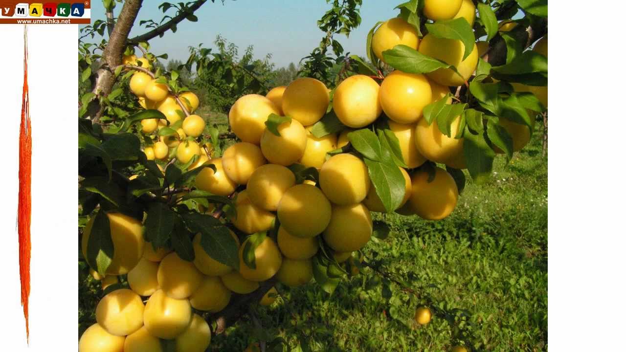 Logopedicheskoe-video-Razvivayushhee-video.-Logopediya.-Bukva-CH.-CHast-1