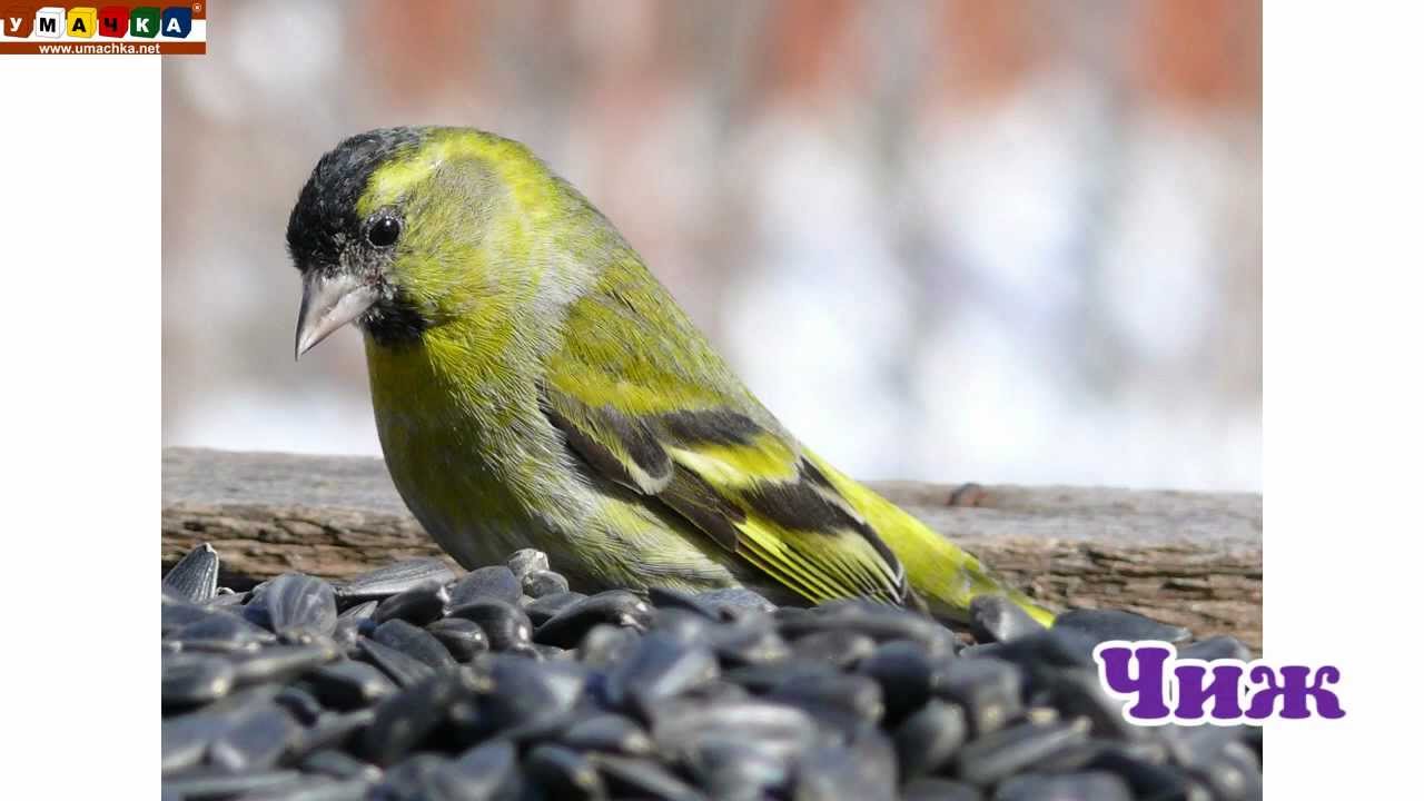 Logopedicheskoe-video-Razvivayushhee-video.-Logopediya.-Bukva-CH.-CHast-2