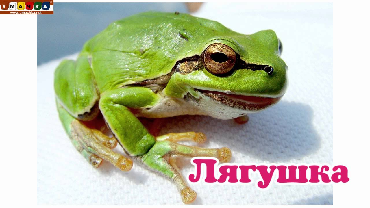 Logopedicheskoe-video-Razvivayushhee-video.-Logopediya.-Bukva-L.-CHast-1