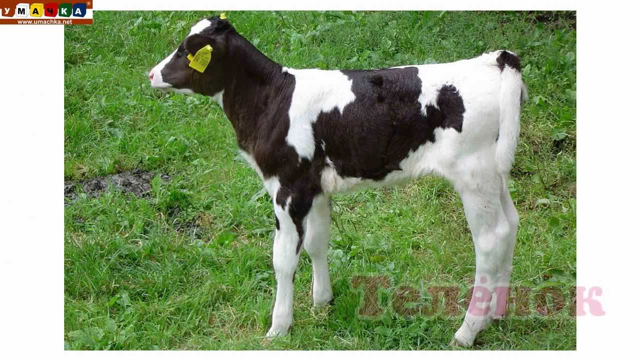 Logopedicheskoe-video-Razvivayushhee-video.-Logopediya.-Bukva-L.-CHast-2