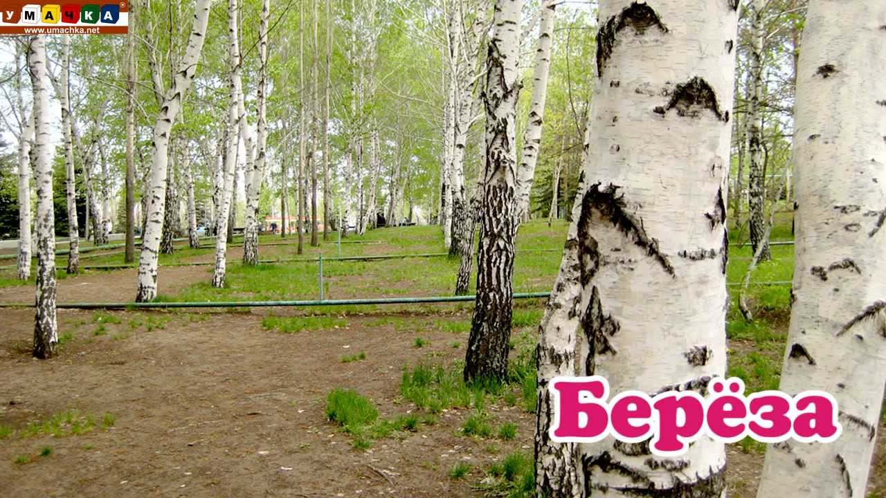 Logopedicheskoe-video-Razvivayushhee-video.-Logopediya.-Bukva-R.-CHast-2