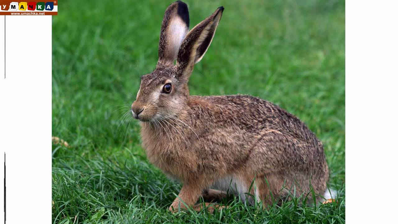 Logopedicheskoe-video-Razvivayushhee-video.-Logopediya.-Bukva-SH.-CHast-1