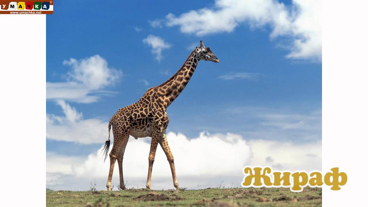 Logopedicheskoe-video-Razvivayushhee-video.-Logopediya.-Bukva-ZH.-CHast-2