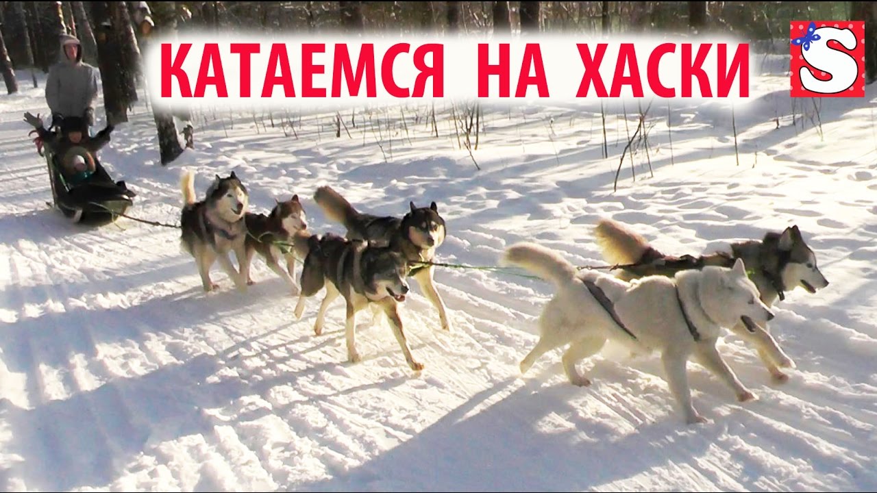 MECHTA-SBYLAS-Gonyaem-na-Haski-Kukla-Katya-Bebi-bon-Toys-For-Kids-entertainment-for-children-VLOG