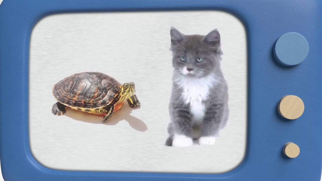 Malyshariki-Tvyordoe-i-myagkoe-Pesenki-dlya-malyshej