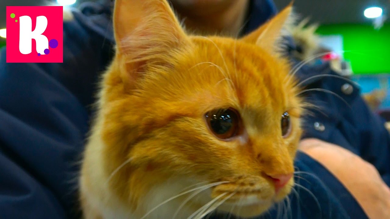 Murka-sobiraetsya-v-London-na-samolete